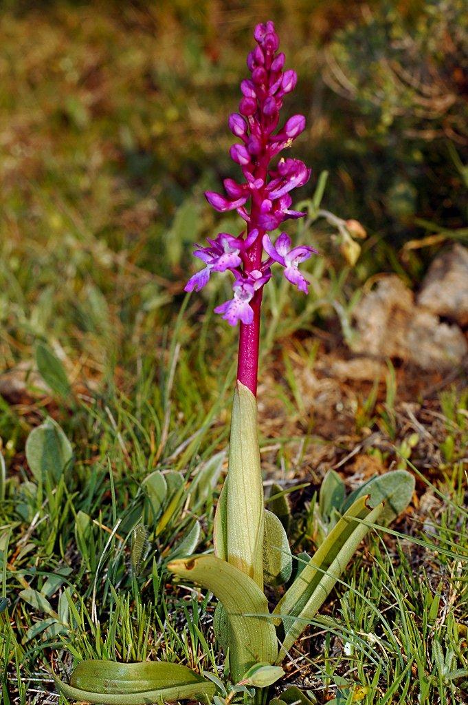 Orchis tenera (= Orchis mascula)